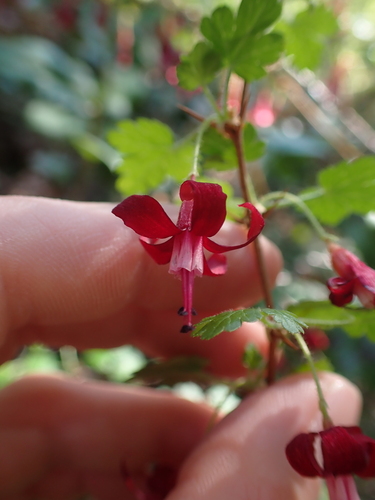 Image of Ribes lobbii by no rights reserved