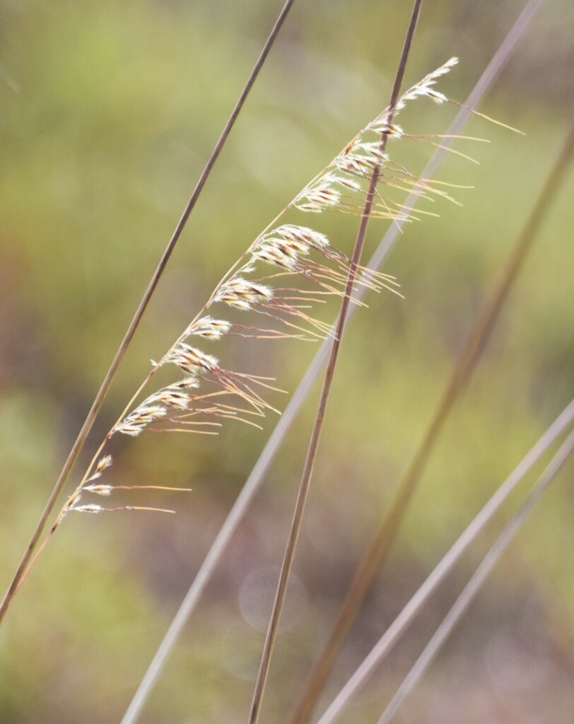 Lopsided Indiangrass from Polk County, FL, USA on October 30, 2023 at ...