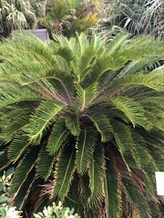 Cycas