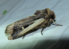 Proteuxoa tortisigna