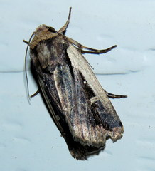Proteuxoa tortisigna