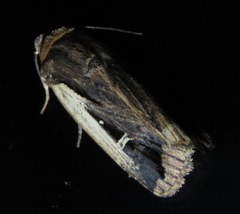 Proteuxoa tortisigna