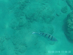 Abudefduf abdominalis