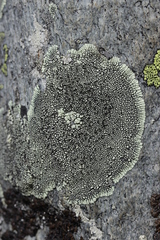 Dimelaena