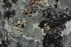 Dimelaena