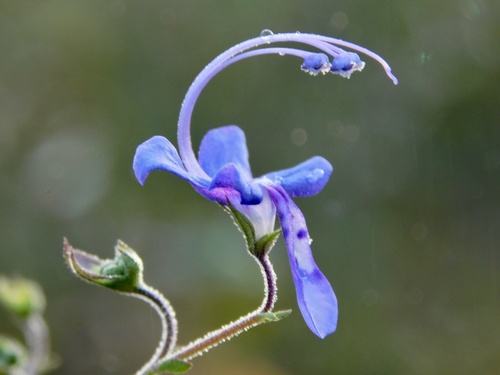 Trichostema microphyllum K.S.McClell., 2023