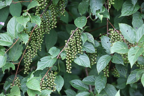 Stachyurus yunnanensis