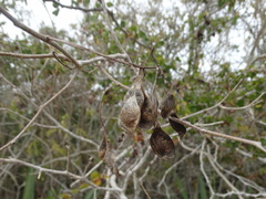 Lonchocarpus mutans