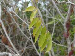 Lonchocarpus mutans