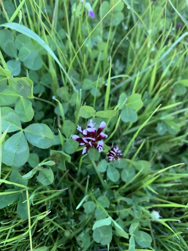 iNaturalist observation photo of white-tipped clover