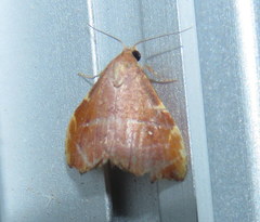 Heterorta plutonis
