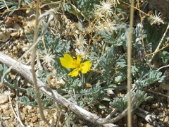 Eschscholzia minutiflora