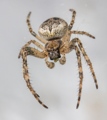 Larinioides ixobolus