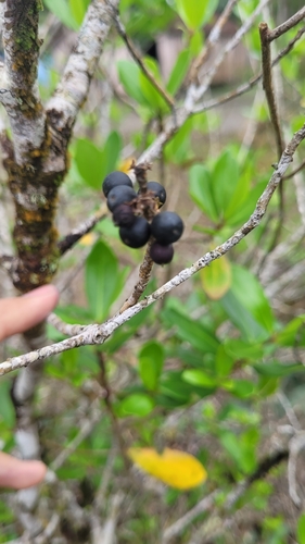 Myrcia bicarinata