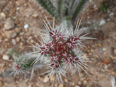 Stenocereus standleyi