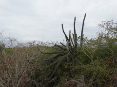 Stenocereus standleyi