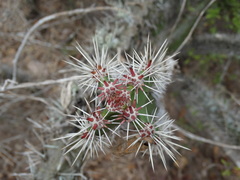 Stenocereus standleyi