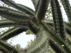 Stenocereus standleyi