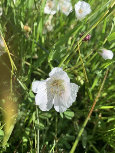 iNaturalist observation photo of Meadowfoams