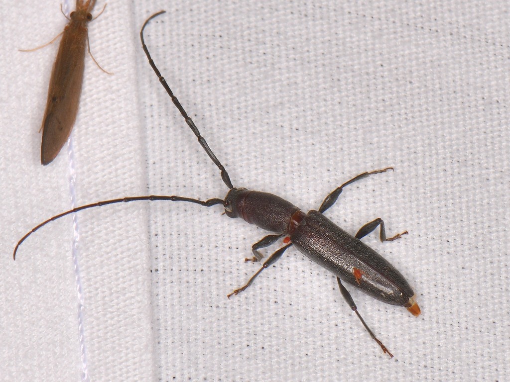 Neocompsa puncticollis