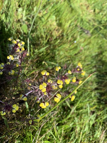 iNaturalist observation photo of butter-and-eggs
