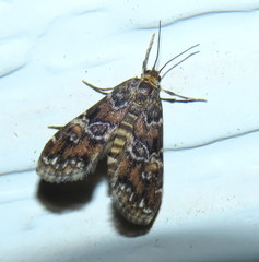 Elophila responsalis