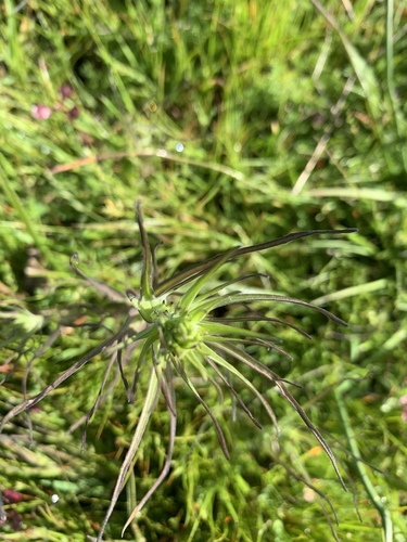 iNaturalist observation photo of Dicots