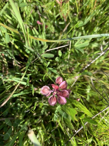 iNaturalist observation photo of Shining Pepperweed