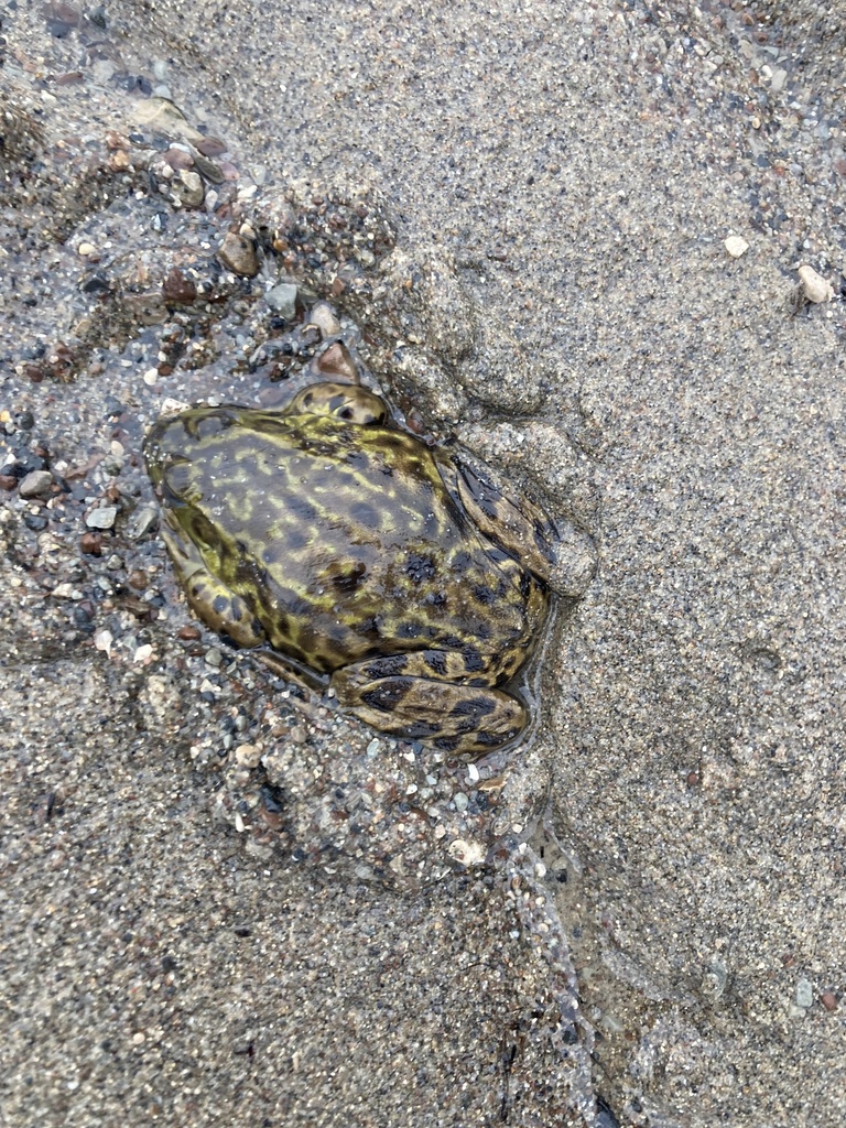 Mink Frog from Hudson Bay, Cochrane, North Part, ON, CA on