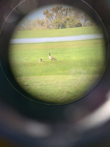 iNaturalist observation photo of Canada Goose
