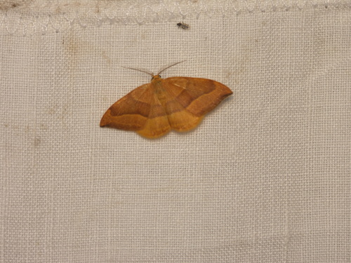 Watsonalla cultraria