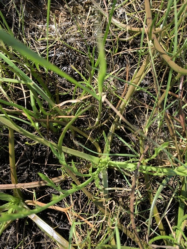 iNaturalist observation photo of Dicots