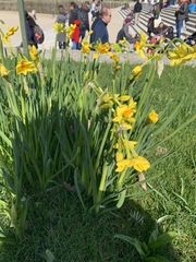 Narcissus