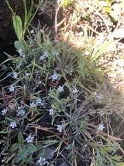 Claytonia exigua