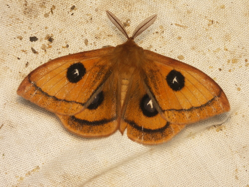 Aglia tau