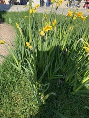 Narcissus