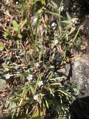 Claytonia exigua