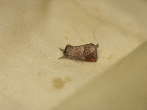 Clostera pigra
