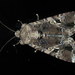 Lawn Armyworm Moth - Photo (c) Victor W Fazio III, some rights reserved (CC BY-NC-ND), uploaded by Victor W Fazio III