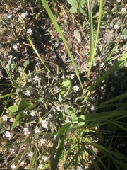 Claytonia exigua