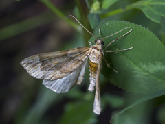 Pelurga comitata