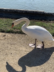 Cygnus olor