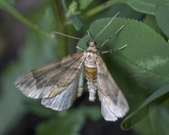 Pelurga comitata