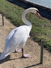 Cygnus olor
