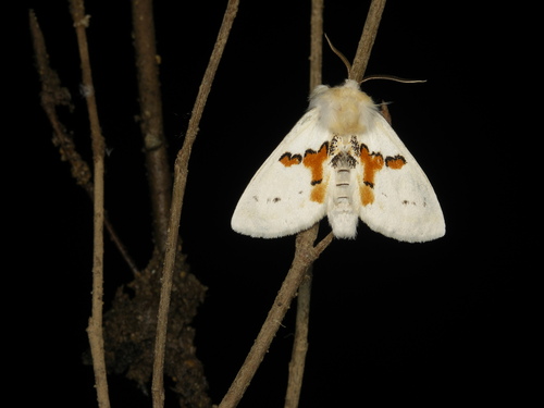 Leucodonta bicoloria