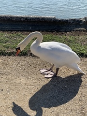 Cygnus olor