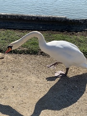 Cygnus olor