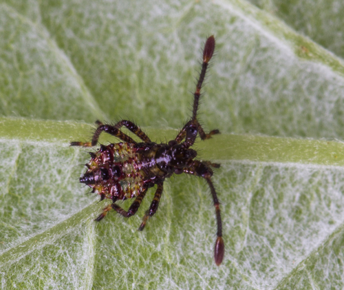 Box Bug, photo 6 of 10