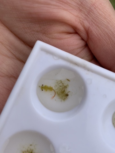 iNaturalist observation photo of Brine Shrimp and Fairy Shrimp