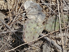 Opuntia tortispina